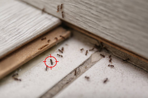 Wildlife Control Services in Covington, GA