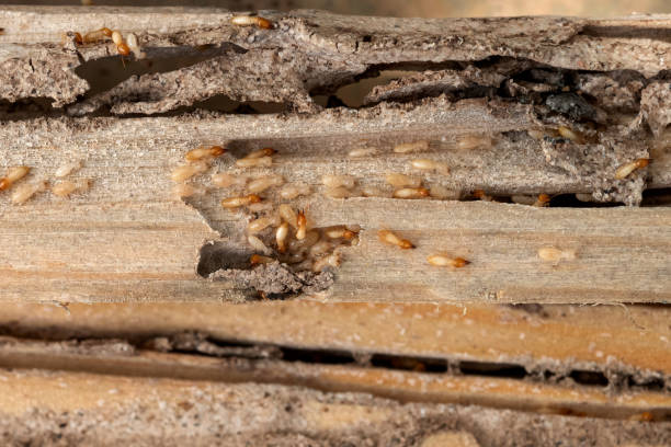 Best Flea Control Services  in Covington, GA