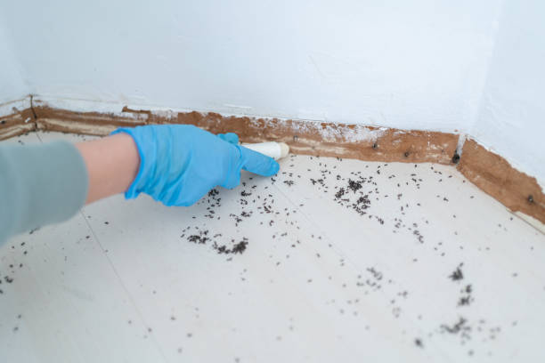 Insect Control in Covington, GA